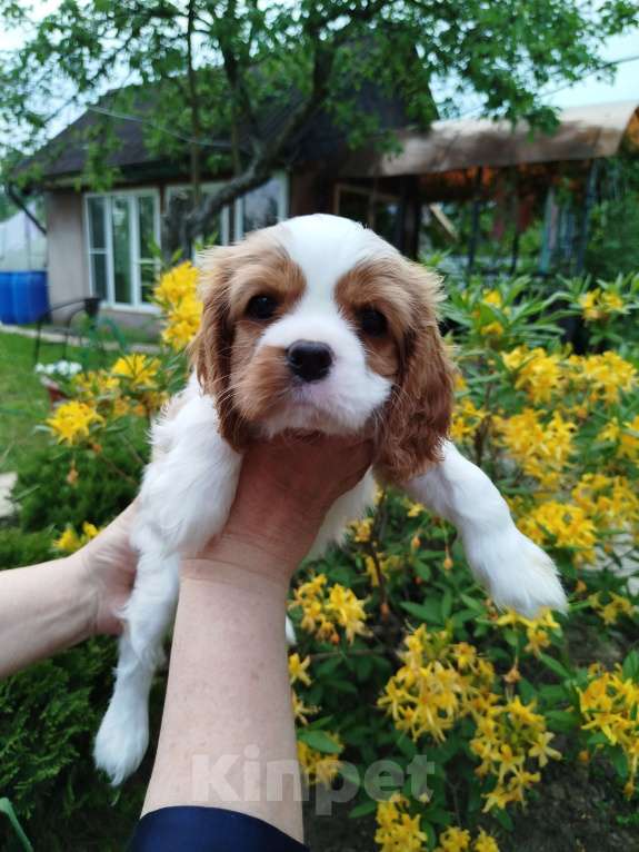 Собаки в Иваново: Мальчик, бленхейм, очаровательный. Мальчик, Бесплатно - фото 2