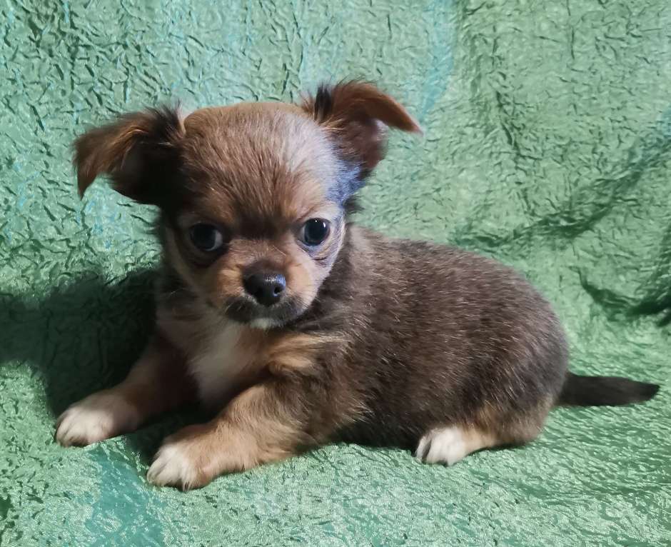 Собаки в Саранске: Щенки чихуахуа.  Мальчик, 30 000 руб. - фото 4