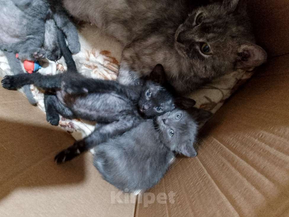 Кошки в Ростове-на-Дону: Котик Мальчик, Бесплатно - фото 5