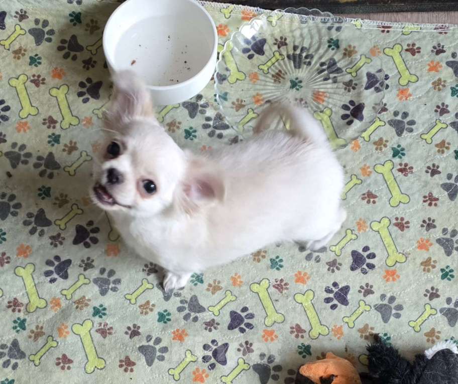 Собаки в Москве: Житель Планеты Сокровищ Мальчик, 45 000 руб. - фото 2