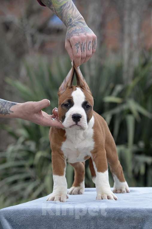 Собаки в Краснодаре: Щенок амстаффа РКФ Мальчик, 60 000 руб. - фото 5