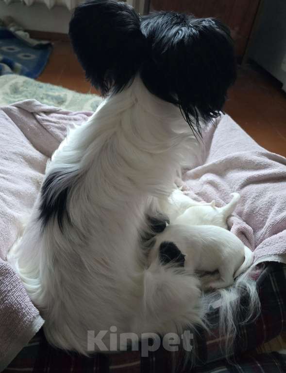 Собаки в других городах Московской области: Щенки на выбор Папильон с родословной  Мальчик, 50 000 руб. - фото 9