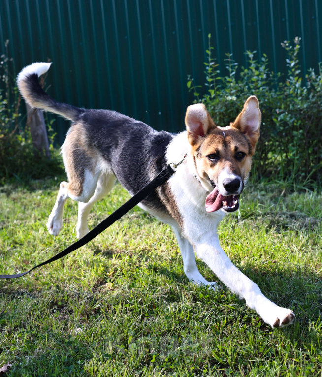 Собаки в Москве: Щенок в добрые руки бесплатно Москва Мальчик, Бесплатно - фото 3
