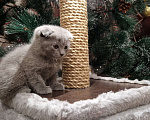 Кошки в Краснодаре: Шотландский вислоухий короткошерстный Мальчик, 10 000 руб. - фото 4