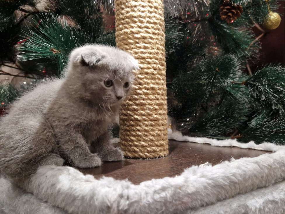 Кошки в Краснодаре: Шотландский вислоухий короткошерстный Мальчик, 10 000 руб. - фото 4