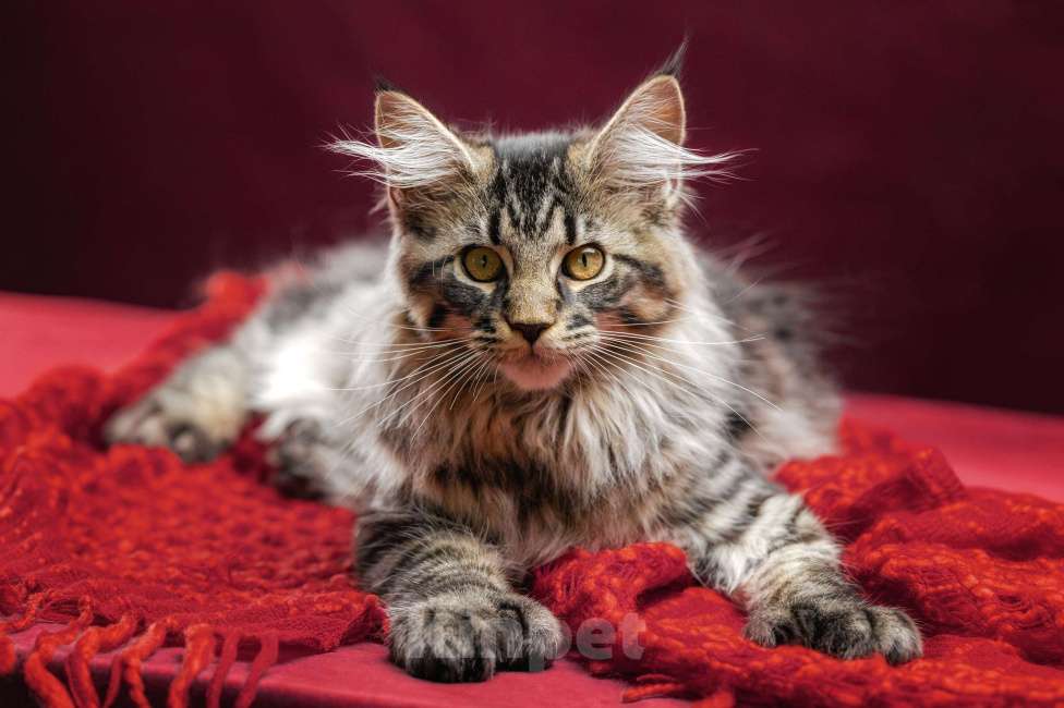 Кошки в других городах Ленинградской области: Котята мей-куна Мальчик, 45 000 руб. - фото 8