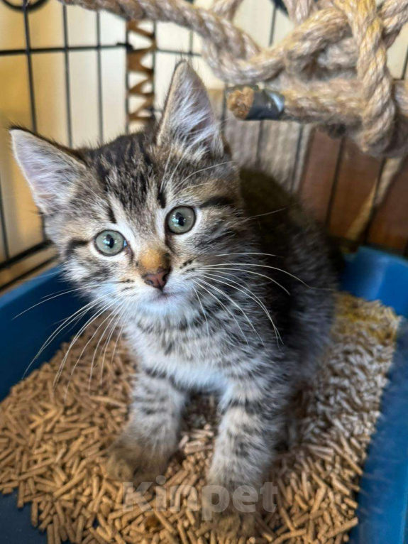 Кошки в Москве: Милый котёнок в добрые руки  Мальчик, Бесплатно - фото 1