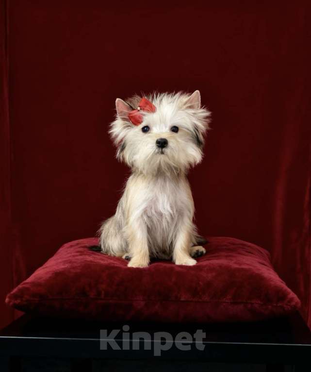 Собаки в Москве: Голддаст йорк мини девочка золотая Девочка, 80 000 руб. - фото 5