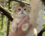 Кошки в Домодедово: 🐾 КОТЯТА ПОРОДЫ СКОТИШ-ФОЛД! 🐾 Разнополые, 35 000 руб. - фото 3