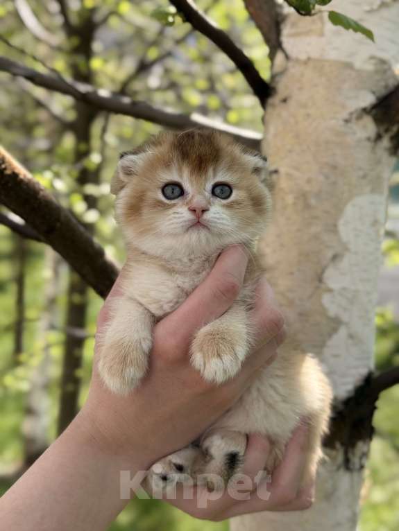 Кошки в Домодедово: 🐾 КОТЯТА ПОРОДЫ СКОТИШ-ФОЛД! 🐾 Разнополые, 35 000 руб. - фото 3