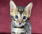 Кошки в Москве: Бенгальский котенок-мальчик, питомник ABCats (WCF) Москва Мальчик, Бесплатно - фото 1