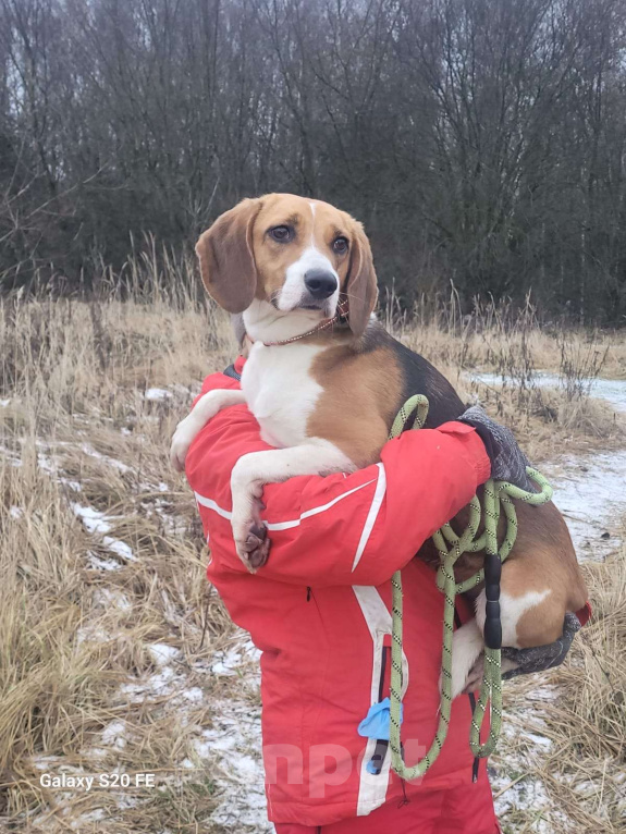 Собаки в Москве: Айя хочет домой Девочка, Бесплатно - фото 3