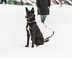 Собаки в Москве: Спайк Мальчик, 300 руб. - фото 2