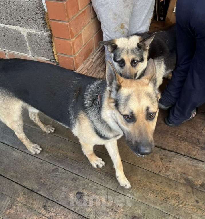 Собаки в Тюмени: Щенок овчарка восточноевропейская  Девочка, 15 000 руб. - фото 4