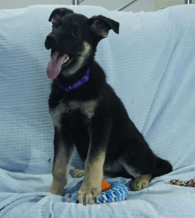 Собаки в Севастополе: щенок восточноевропейской овчарки, документы РКФ Мальчик, 60 000 руб. - фото 3