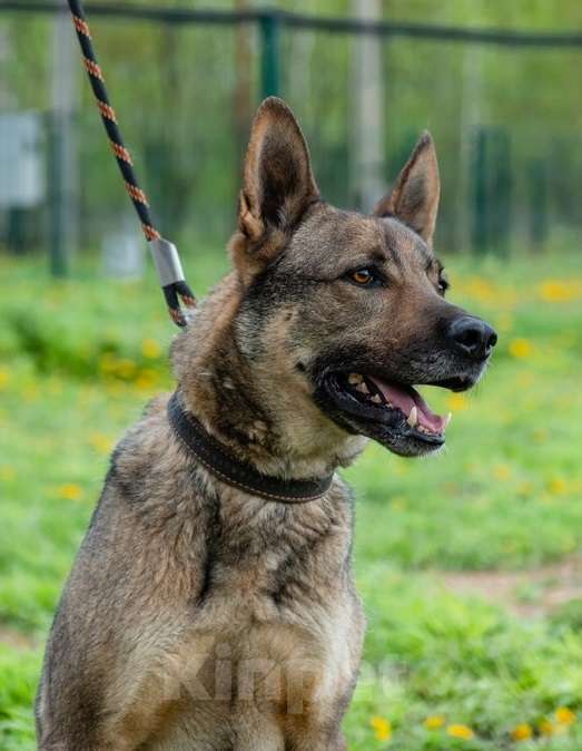 Собаки в Москве: Кому 30 кг счастья по имени Марсик Мальчик, 1 руб. - фото 3