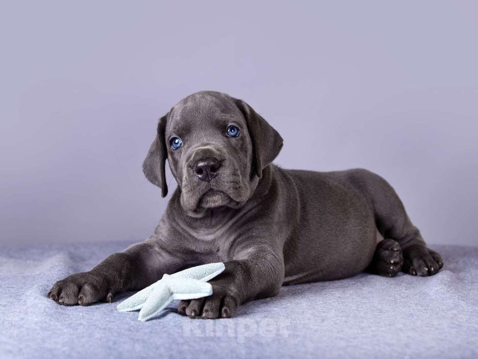 Собаки в Нижнем Новгороде: Немецкий Дог Чемпион Моего Сердца (Голубая лента) Мальчик, 100 000 руб. - фото 8