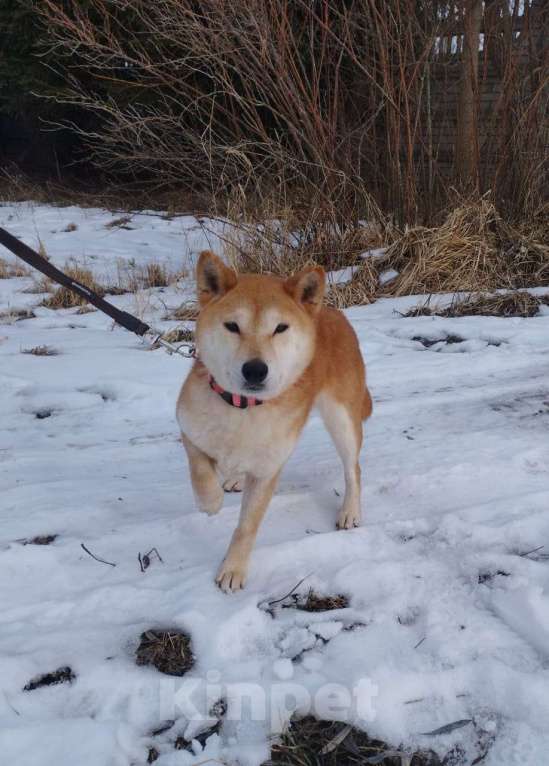 Собаки в Москве: Девочка-сиба в добрые руки Девочка, Бесплатно - фото 7