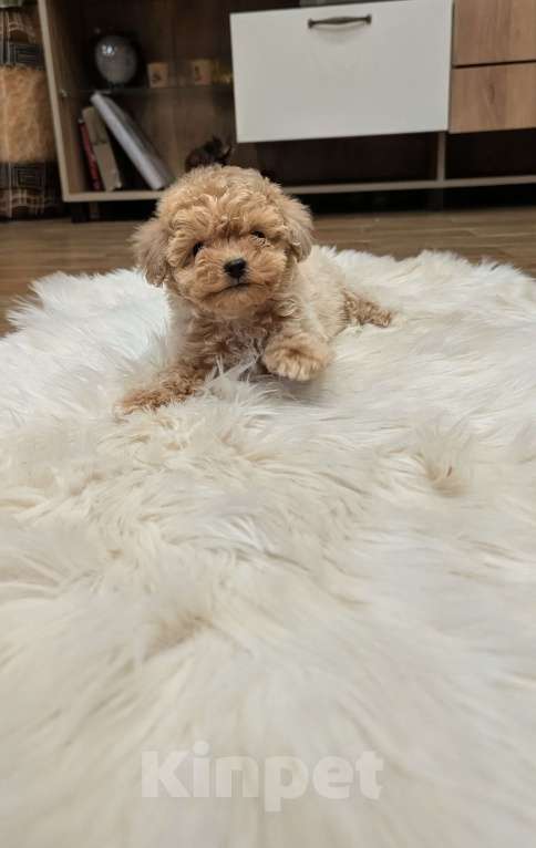 Собаки в Москве: Девочка мальтипу Девочка, 100 000 руб. - фото 2