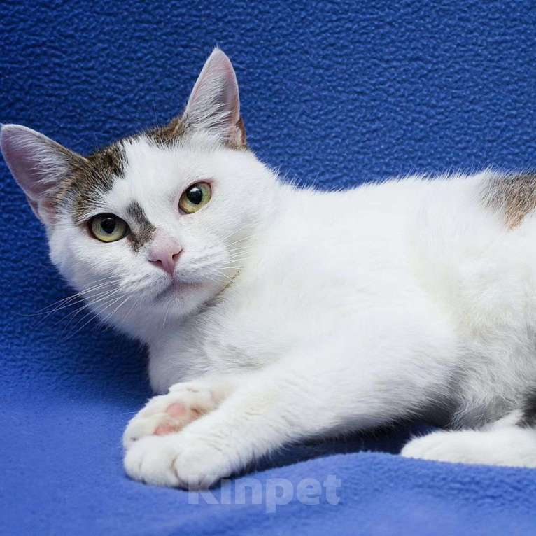 Кошки в Москве: Триша, особенная кошечка Девочка, Бесплатно - фото 4