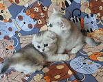 Кошки в Великом Новгороде: Девочки куколки Девочка, Бесплатно - фото 4