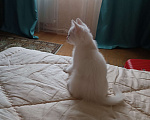 Кошки в Москве: Обокновеный кот,снежок возраст примерно 3месяца. К латку Приучин.  Мальчик, Бесплатно - фото 3