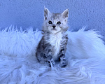 Кошки в Кудрово: Котенок мейн-кун, мальчик , шейдед линия Мальчик, Бесплатно - фото 2