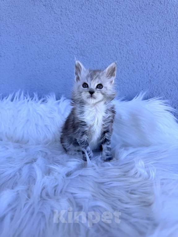 Кошки в Кудрово: Котенок мейн-кун, мальчик , шейдед линия Мальчик, Бесплатно - фото 2