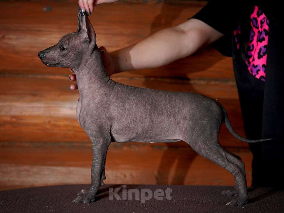 Собаки в Александрове: Ксолоитцкуинтли стандартного размера  Девочка, Бесплатно - фото 6