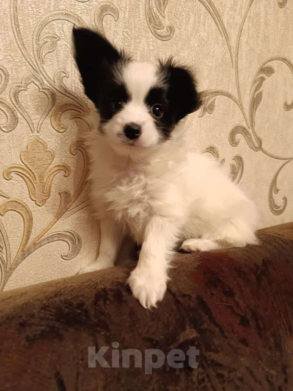 Собаки в Томске: Щенки папийона-красавицы в Томске Девочка, 35 000 руб. - фото 3