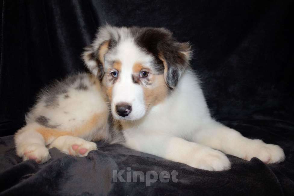 Собаки в других городах Московской области: Австралийская овчарка (аусси) Девочка, 70 000 руб. - фото 6