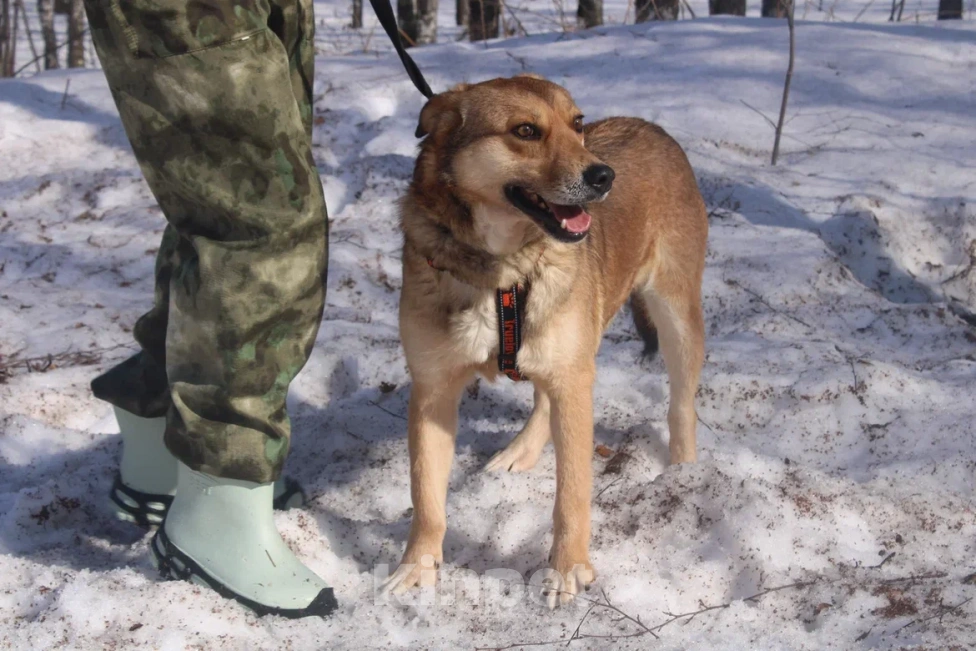 Собаки в Москве: Молодой пес из приюта Мальчик, Бесплатно - фото 3