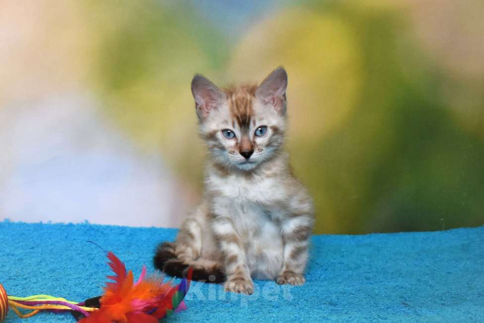 Кошки в Нижнем Новгороде: Бенгальский кот линкс Мальчик, 25 000 руб. - фото 5