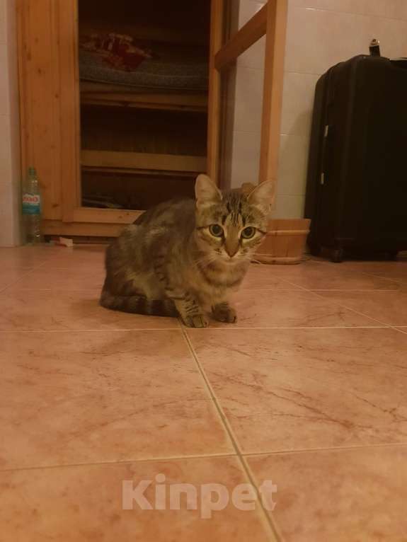 Кошки в Москве: Нашёл кошку Девочка, Бесплатно - фото 3