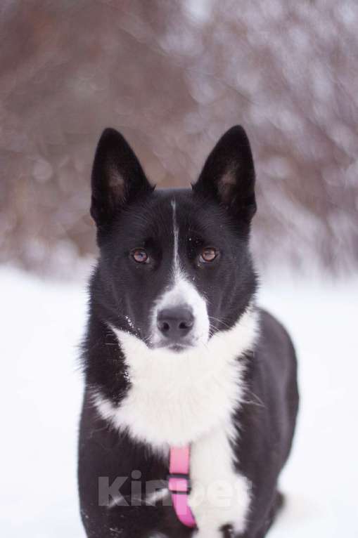 Собаки в Москве: Скромная и добрая Габи в поисках дома Девочка, Бесплатно - фото 5
