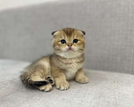 Кошки в Москве: Плюшевый вислоухий шотландский котенок девочка с документами Девочка, 28 000 руб. - фото 1