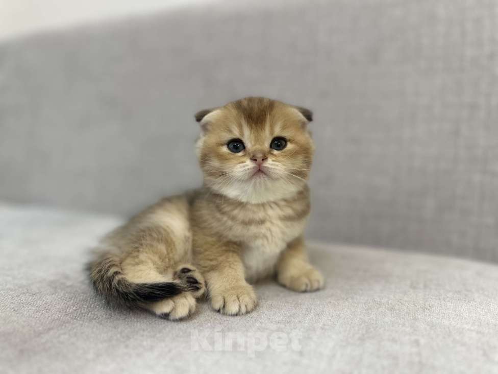 Кошки в Москве: Плюшевый вислоухий шотландский котенок девочка с документами Девочка, 28 000 руб. - фото 1