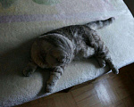 Кошки в Майкопе: Приглашаем на вязку, 10 руб. - фото 2