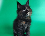 Кошки в других городах Воронежской области: Indira Drak Flame Девочка, 50 000 руб. - фото 4