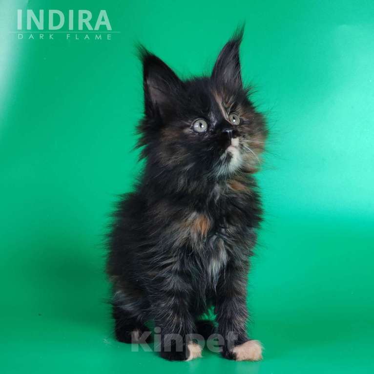 Кошки в других городах Воронежской области: Indira Drak Flame Девочка, 50 000 руб. - фото 4