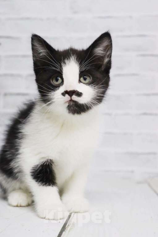 Кошки в Люберцах: котята в добрые руки Девочка, Бесплатно - фото 4