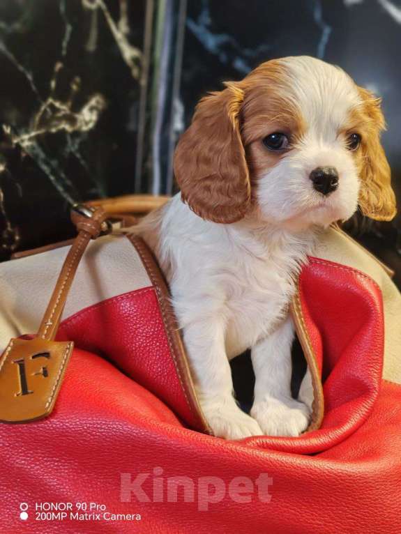 Собаки в других городах Московской области: Девочка кавалер Кинг Чарльз спаниель Девочка, 130 000 руб. - фото 2