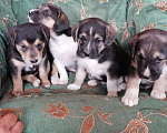 Собаки в Москве: 🐶 Семь очаровательных щенков ищут любящий дом! 🐶 Мальчик, Бесплатно - фото 7