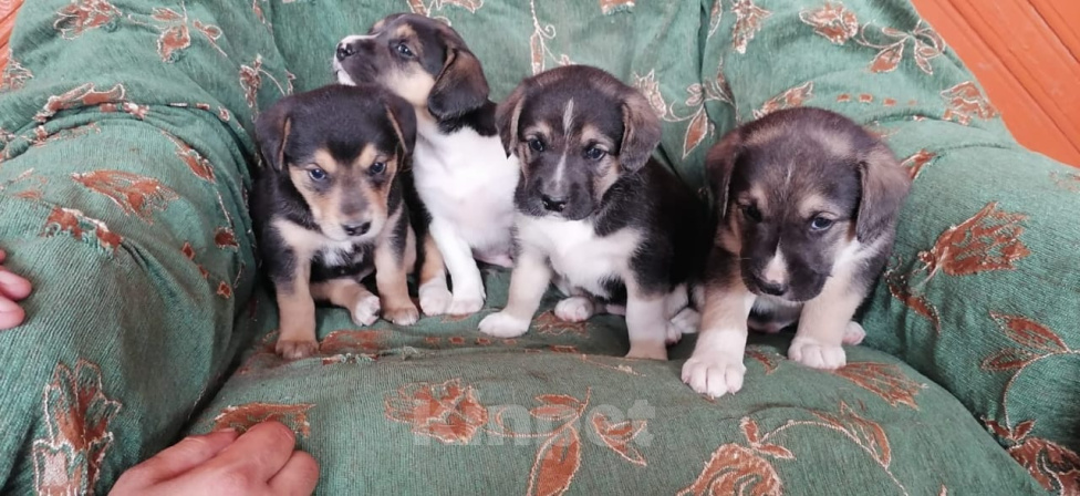 Собаки в Москве: 🐶 Семь очаровательных щенков ищут любящий дом! 🐶 Мальчик, Бесплатно - фото 7