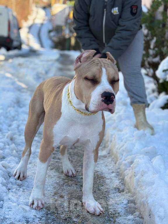 Собаки в других городах Краснодарского края: Щенок амстафф Мальчик, 45 000 руб. - фото 1