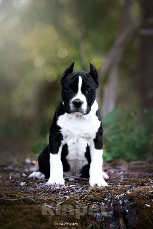 Собаки в других городах Московской области: Американский стаффордширский терьер Мальчик, 100 000 руб. - фото 3