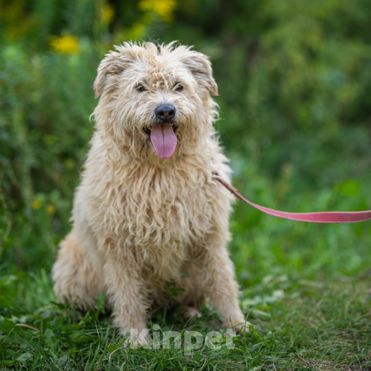 Собаки в Москве: Кукла Девочка, Бесплатно - фото 3