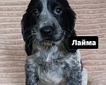 Собаки в Миассе: Щенки русского охотничьего спаниеля Разнополые, 35 000 руб. - фото 2