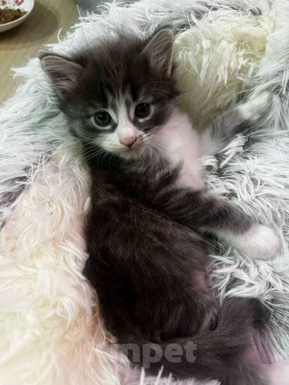 Кошки в Москве: Домашний котенок-мальчик , хорошим людям даром Мальчик, Бесплатно - фото 6