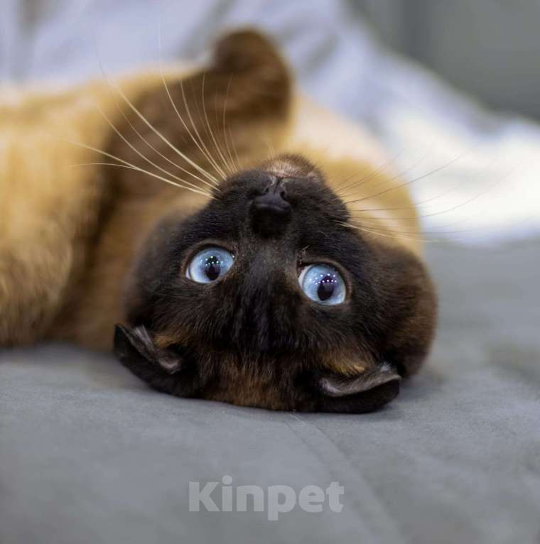 Кошки в Мурманске: манчкин Тема Мальчик, Бесплатно - фото 5